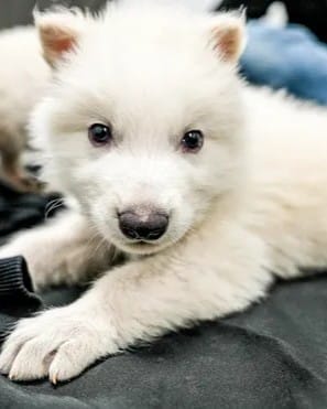 Dire Wolf Resurrection