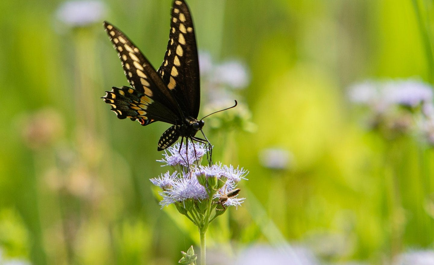 Houston Botanic Garden