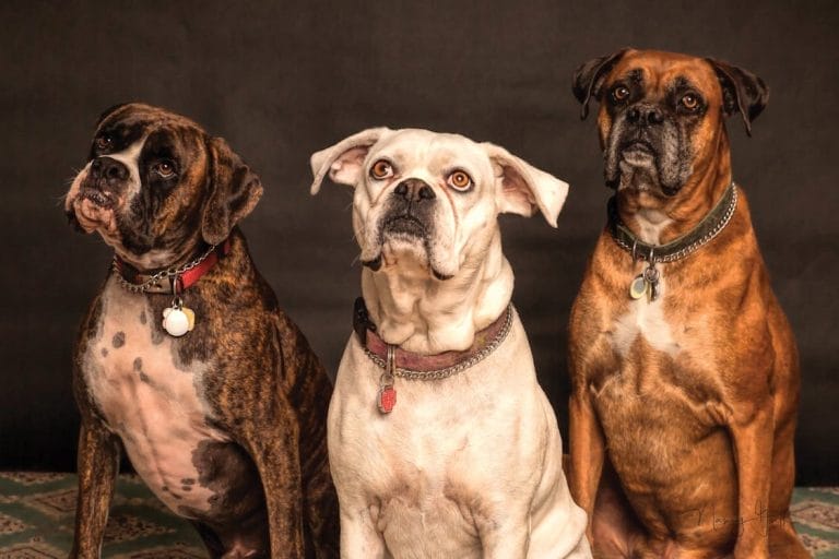 Three boxer dogs sitting side by side against a dark background, looking attentively forward.