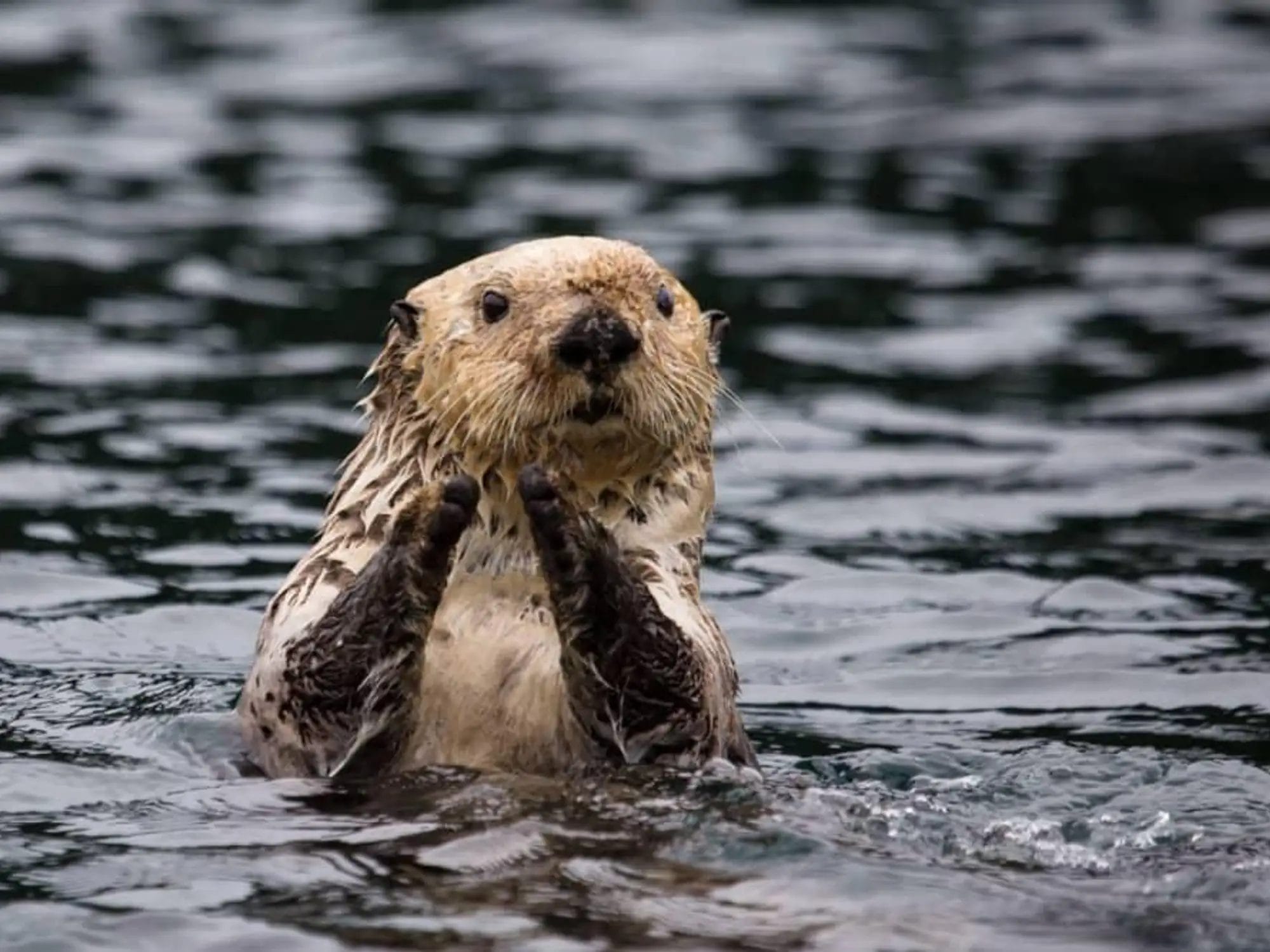 Wildlife