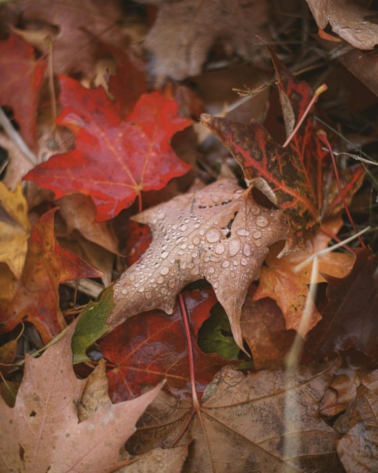 Where to See Fall Foliage in Houston