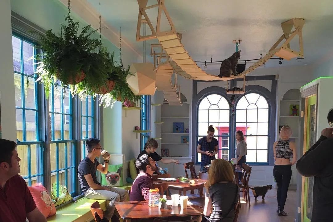 El Gato Coffeehouse, Date ideas